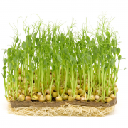 Мікрозелень Vitam Greens Горош зел лоток