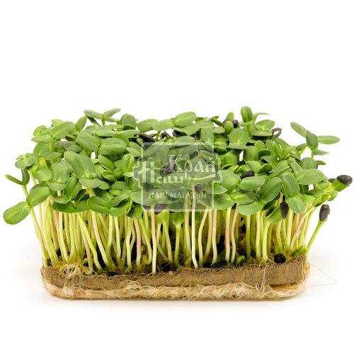 Мікрозелень VitaminsGreens Соняшник лот