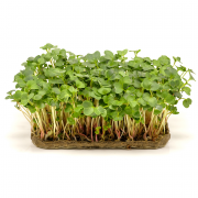 Мікрозелень Vitam Greens Редис зел лоток