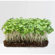 Мікрозелень VitaminsGreens Гірчиця лоток